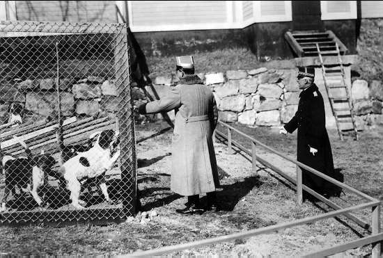 Adjutanten på ridskolan, Strömsholm, släpper ut hundarna ur hundgården före jakten.
