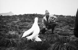 Foto fra Grytviken i Sør-Georgia, og fra en norsk hvalstasjo