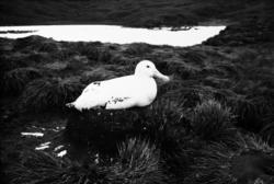 Foto fra Grytviken i Sør-Georgia, og fra en norsk hvalstasjo