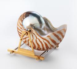 Bæreinstrument for Nautilus Belavensis [Brosje]