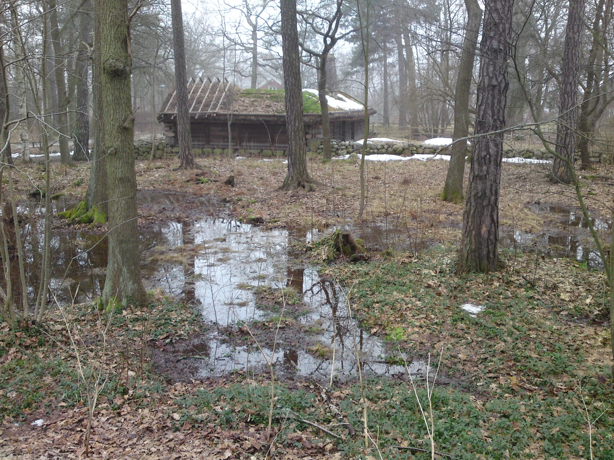 Vattendränkt skogsparti bakom Hornborgastugan.