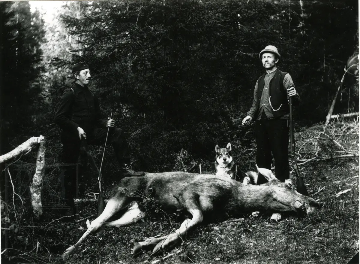 Elg jakt med hund. To jegere poserer ved den døde elgen. Fra venstre Jan Egge og Per Gjerdingen.