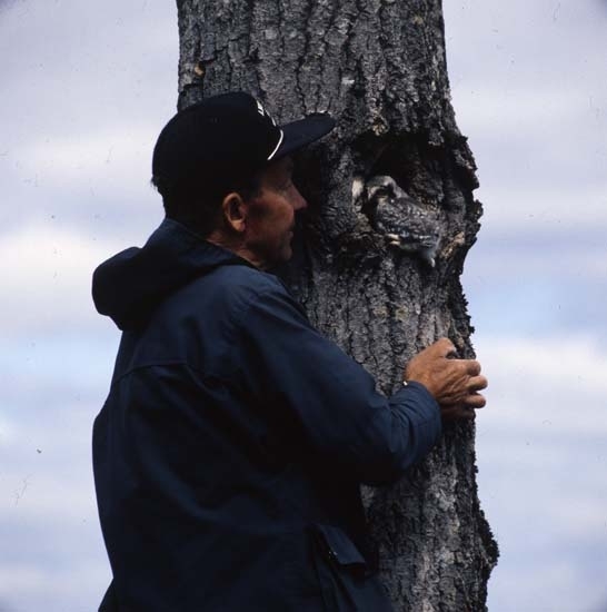 En man står högst upp på en stege med armarna om en trädstam. I ett bohål i stammen ligger en hökuggleunge och tittar mot mannen. Hälsenskogarna 13 juni 1990.