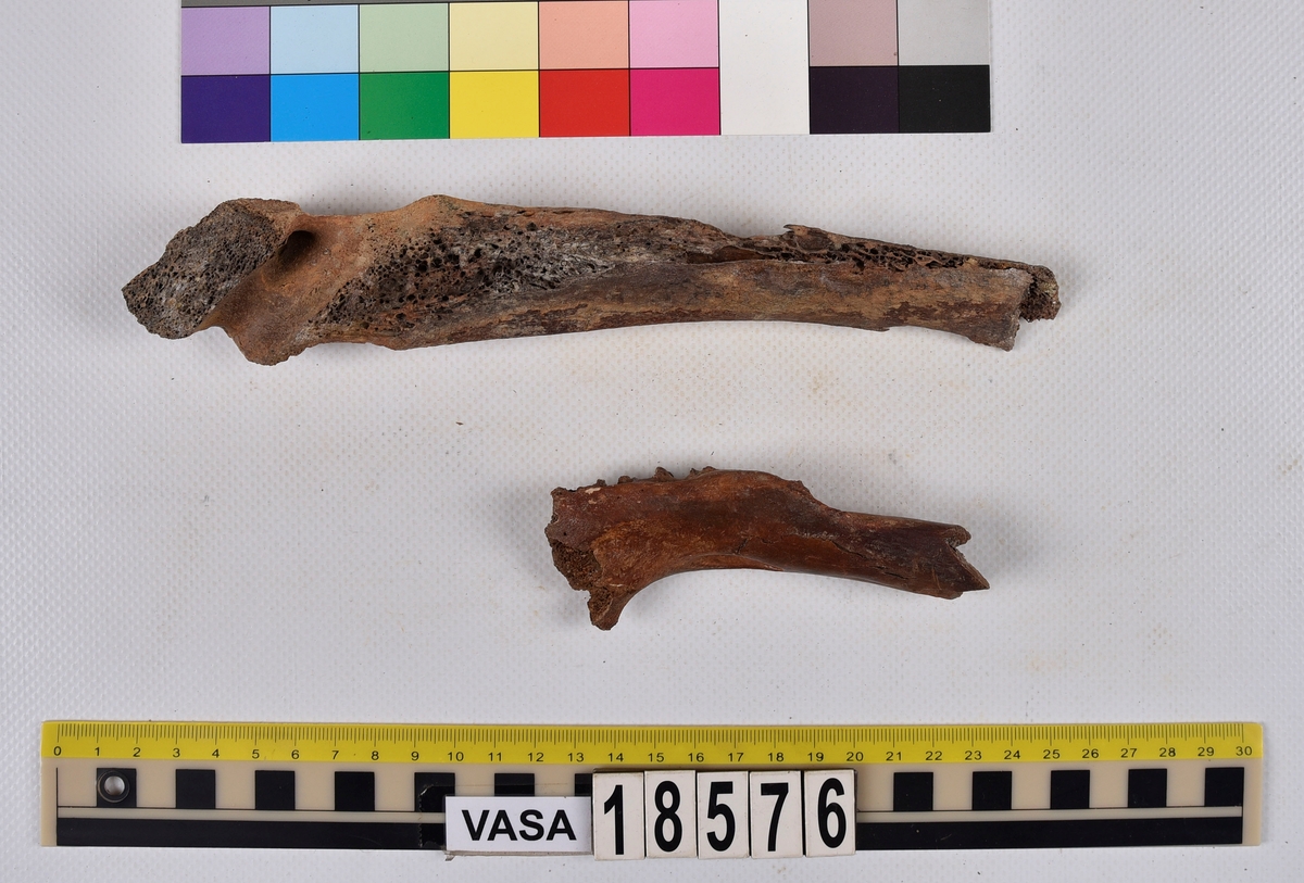 Ben från nötkreatur (Bos taurus).
1 st. del av bröstkota (vertebrae thoracale).
1 st. fragment av underkäke (mandibula).