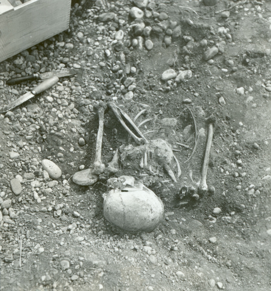 Skelettet från N. Märk spännbucklan.