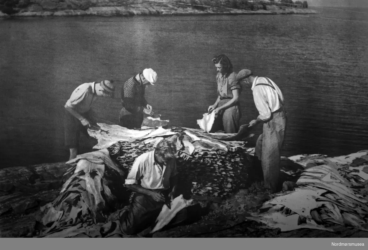 "Klippfisktørking. Kristiansund N." Foto av en gruppe med menn og kvinner som arbeider med klippfisken der den ligger i la. Bildet er trolig fra perioden 1920-1939. Fra Nordmøre museums fotosamlinger. dublett