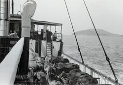 Vannbøfler ombord i D/S 'Hermod' (b.1925) på reise mellom Ba