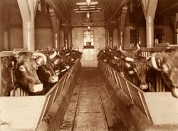 Bilde fra Marie Knudtzon (1879-1966) sin fotosamling. Se bil