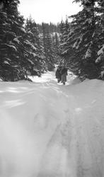 Mennesker på tur i vinterskogen.