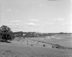 Norsk landbruks jubileumsutstilling 1959. Kyr beiter på jord