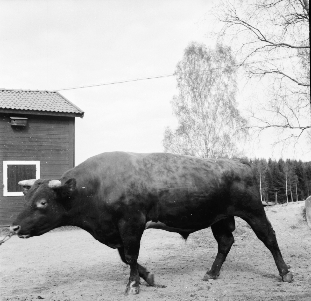 Gävleborgs seminförening årsmöte i Bollnäs.
18/5 1956