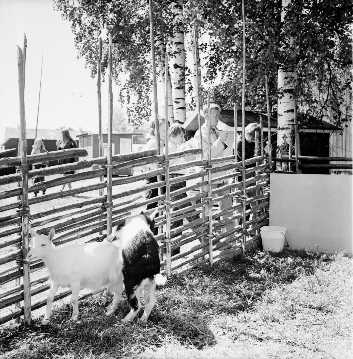 Arbrå,
Jordbrukets dag på Nytorp,
Juni 1971