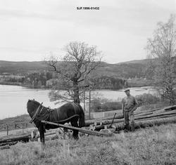 Tømmerkjøring på barmark fra en prestegardsskog på Ringerike