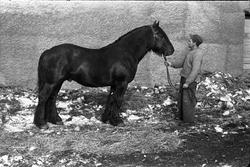 Mann som mønstrer en hingst. Mannen kan muligens være Johan 