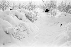Vintermotiver fra fotografens eiendom Odberg på Kraby, Østre