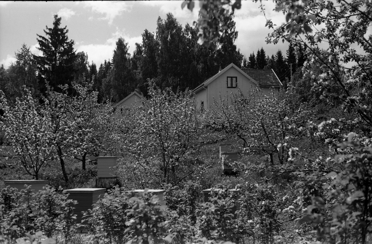 Holje på Skreia (Rossgutua 91) juli 1950. Eiendommen var eid av stasjonsmester Hans Olstad. Åtte bilder.
