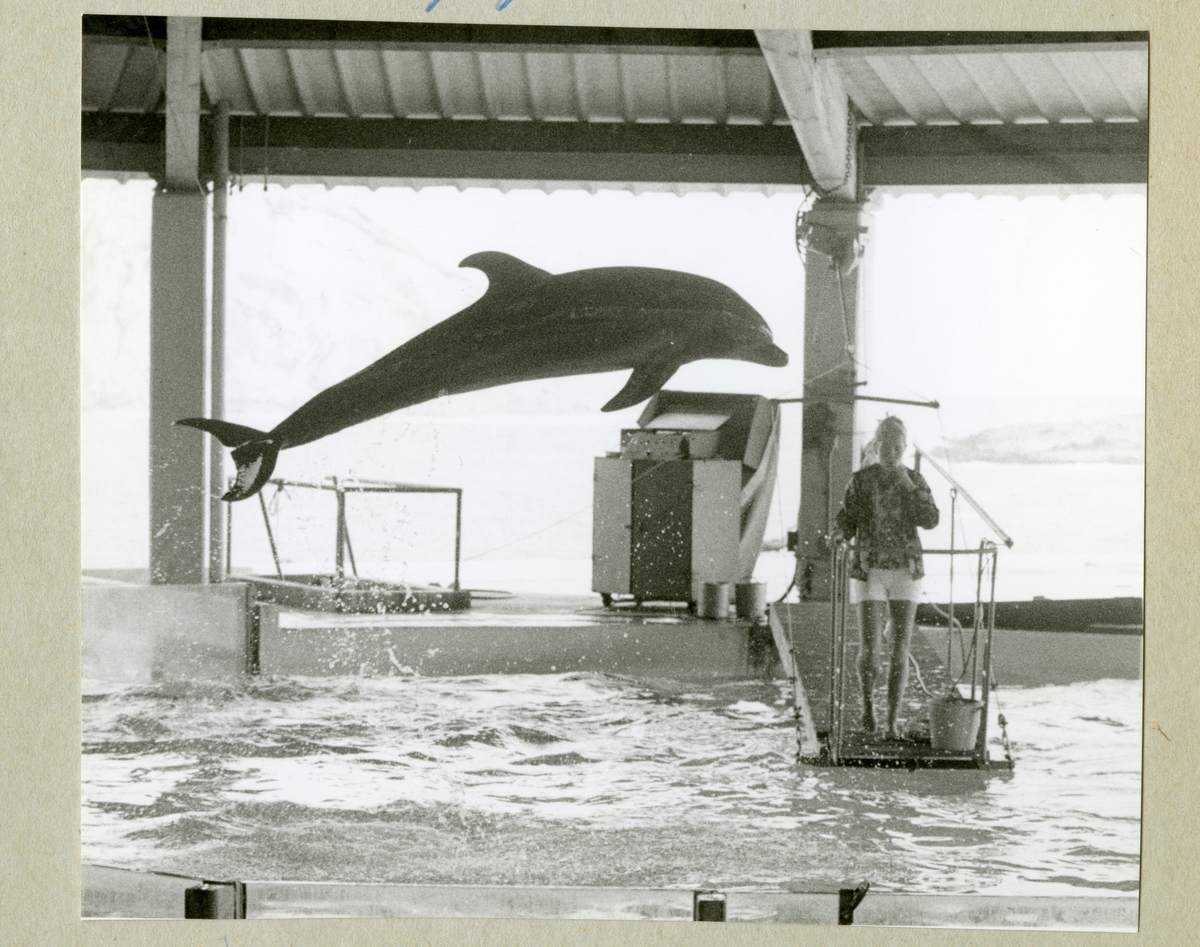 Bilden föreställer en delfin som hoppar i en vattenbassäng. Bilden är tagen i samband med minfartyget Älvsnabbens långresa 1966-1967.