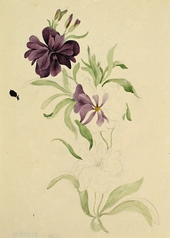Teckning av blomma, till hälften färglagd. Osignerad, men konstnären är enligt uppgift Christine Zelow.

Enligt liggaren: 85575:1-189: Christine Zelows ritportfölj.