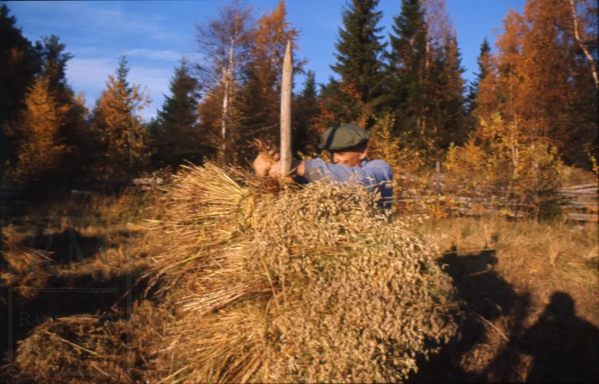 Foto fra "Skålonna", kornband settes opp på rå.