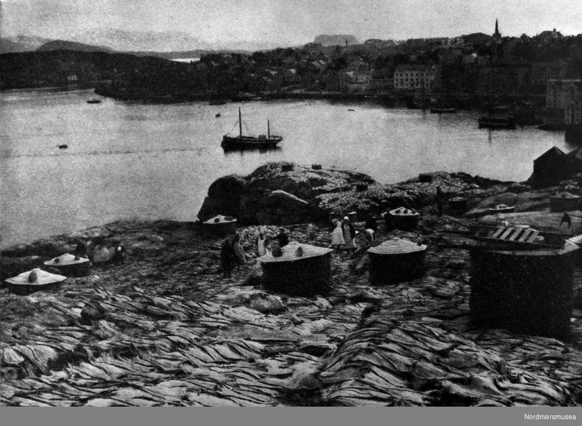 Klippfisk tørkes ute på Israelsneset (Milnbergan) hos Chr. Johnsen, før 1900. Gomalandet, Kristiansund. Nordmøre museums fotosamling.