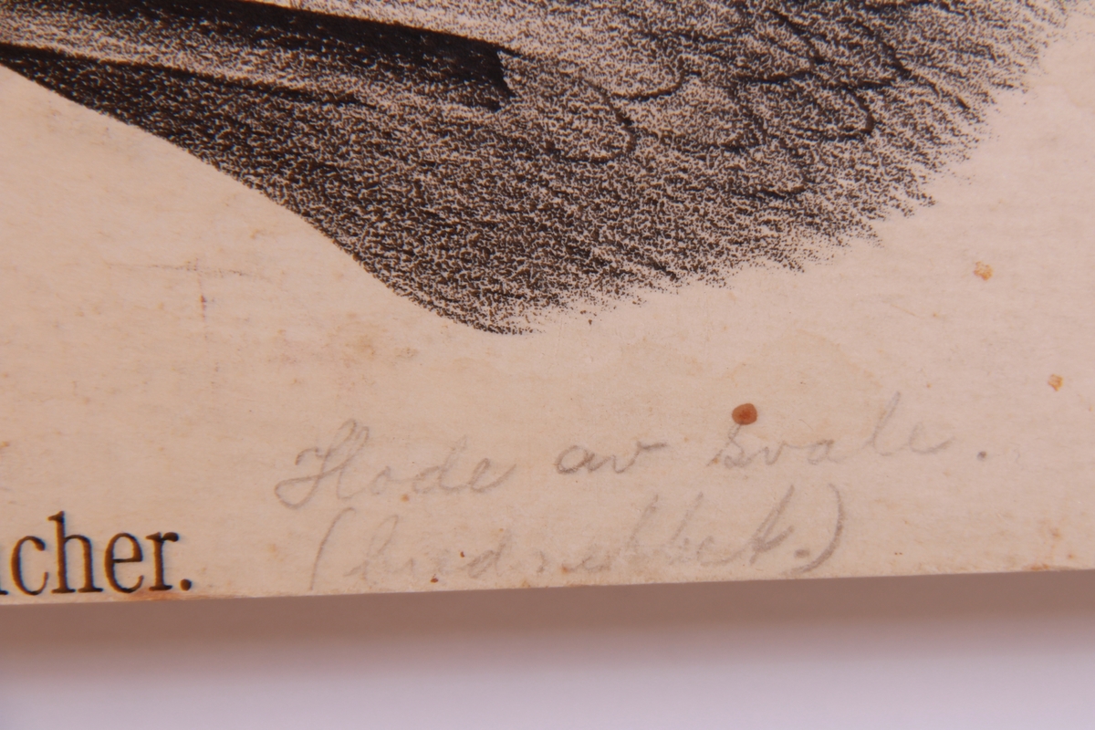 Store og små detaljer av forskjellige fuglearter.