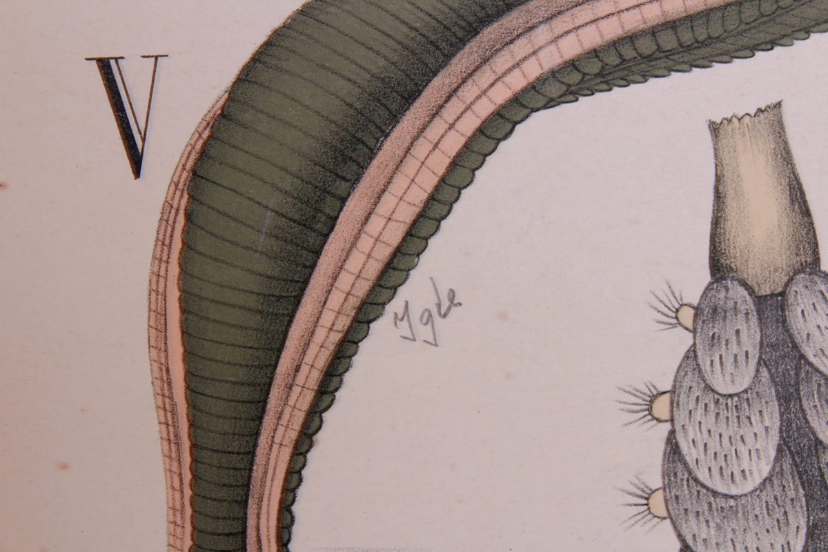 Detaljer av bendelormer.