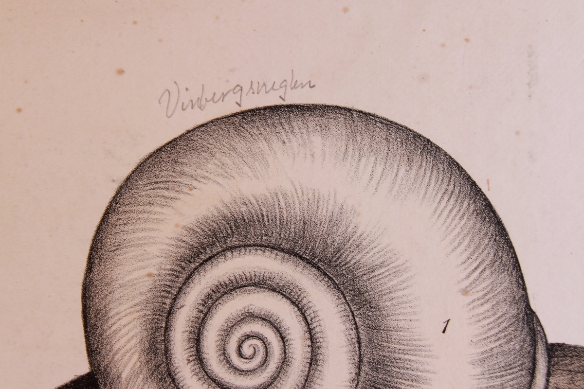 Detaljer av snegler.