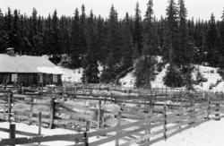 Gammelskolla, sauesamling, 22.09.1969. seterbruk på Hedmarke