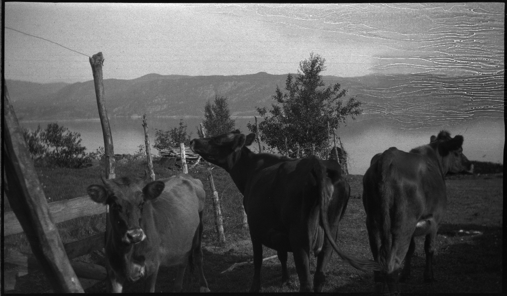 Tur på Halsnøy og Randøy med Lindtner, Arne Johannessen og en gutt til. Det er bilder av bygdene og landskapet, kyr, høns og guttene som går på småveier og sitter i en liten robåt.