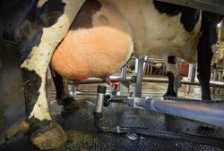 Mjølkerobot. Robot for mjølking av kyr. Storfe. Melking. Mel