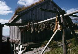 Foto av fisk hengende til tørk ved et av naustene på fiskevæ