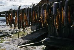 Foto fra fiskeværet Grip i Kristiansund kommune, hvor vi ser