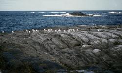 Fra fiskeværet Grip i Kristiansund kommune. Fotograf er Kjel