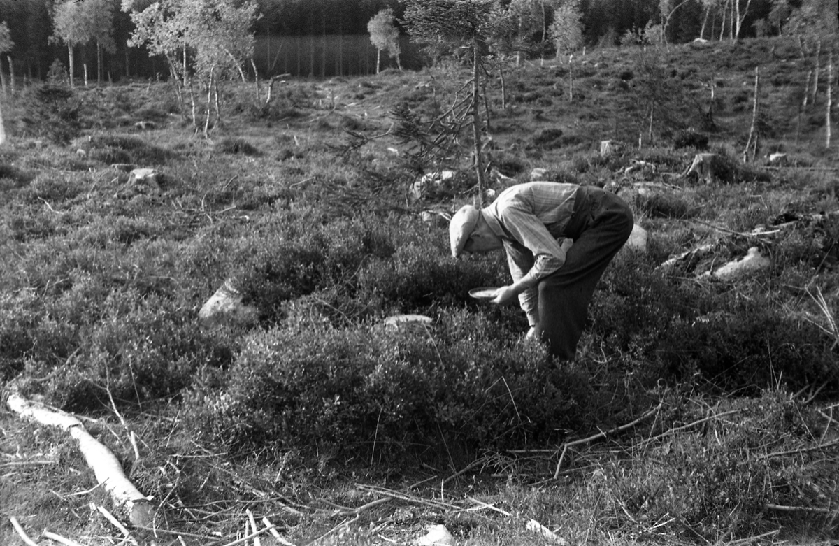 Sigurd Røisli på bærplukking. Totenåsen høsten 1949.