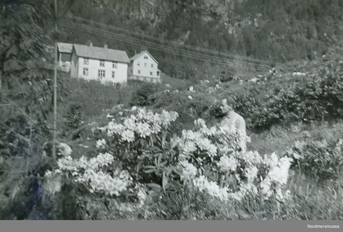 Rhododendron i Baklia 11-6-1951