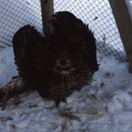 En uv sitter med utbredda vingar på snöig mark i en bur.