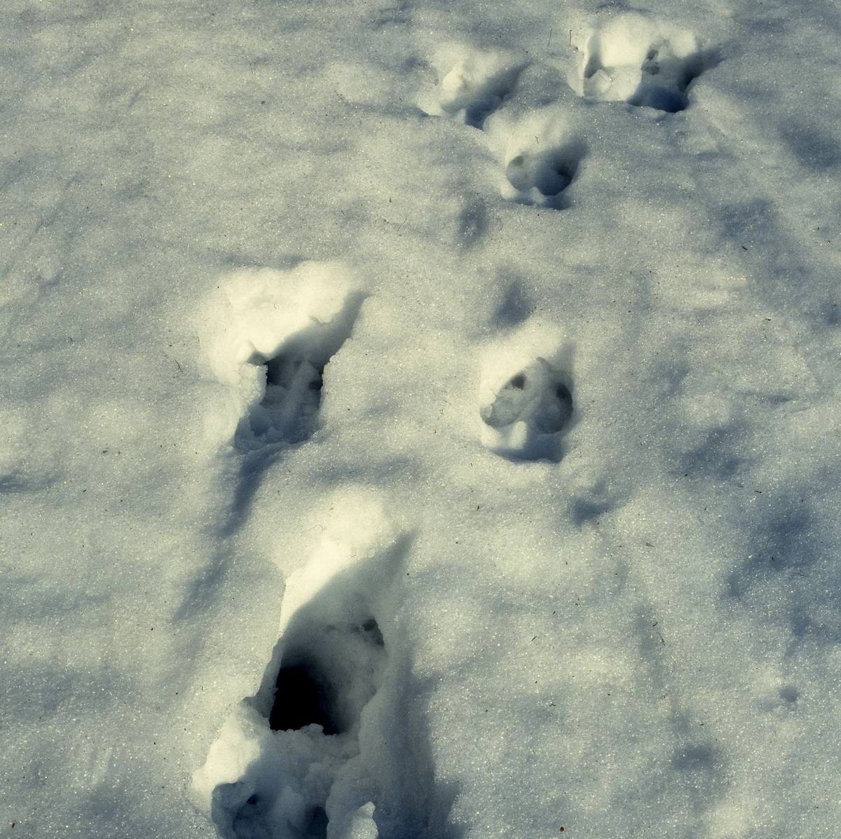 Djupa älgspår i snön, våren 1982.