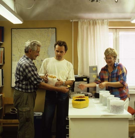 Tidningen LAND gjorde ett reportage i Hudiksvallstrakten, 29 juli 1986. Ett kontorsrum där det står flera plastbyttor med olika innehåll. Det verkar vara bär och svamp. Två män och en kvinna studerar innehållet.