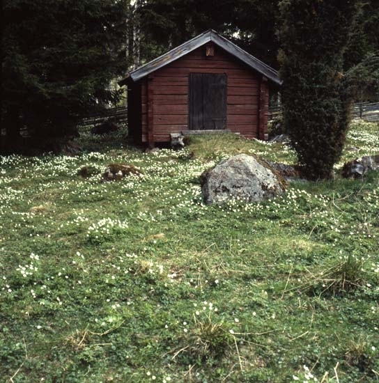Vitsippsbacken i hembygdsbyn i Rengsjö, 23 maj 1982.