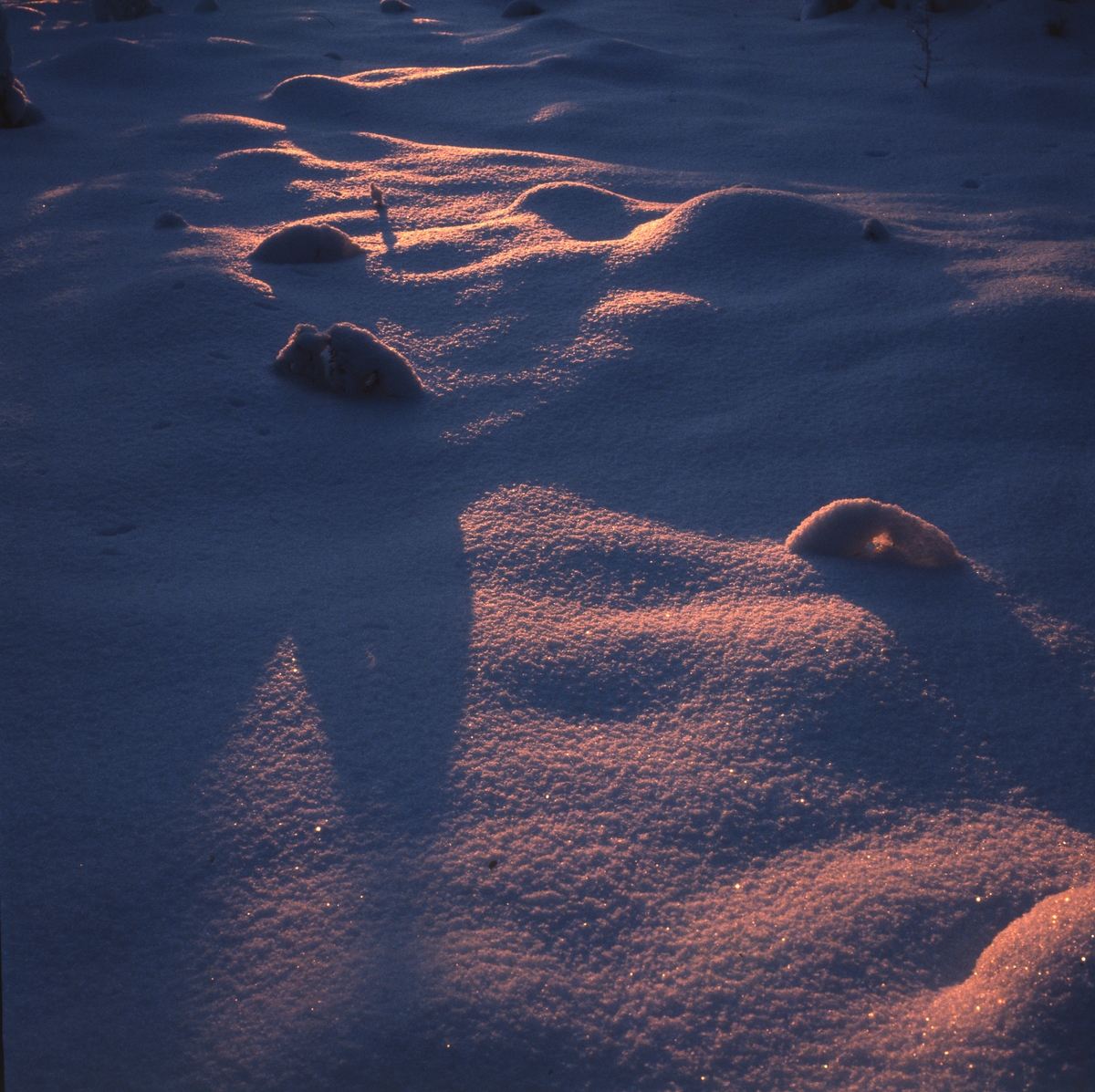 Lågt stående sol bildar mjuka skuggor över snön, januari 1982.