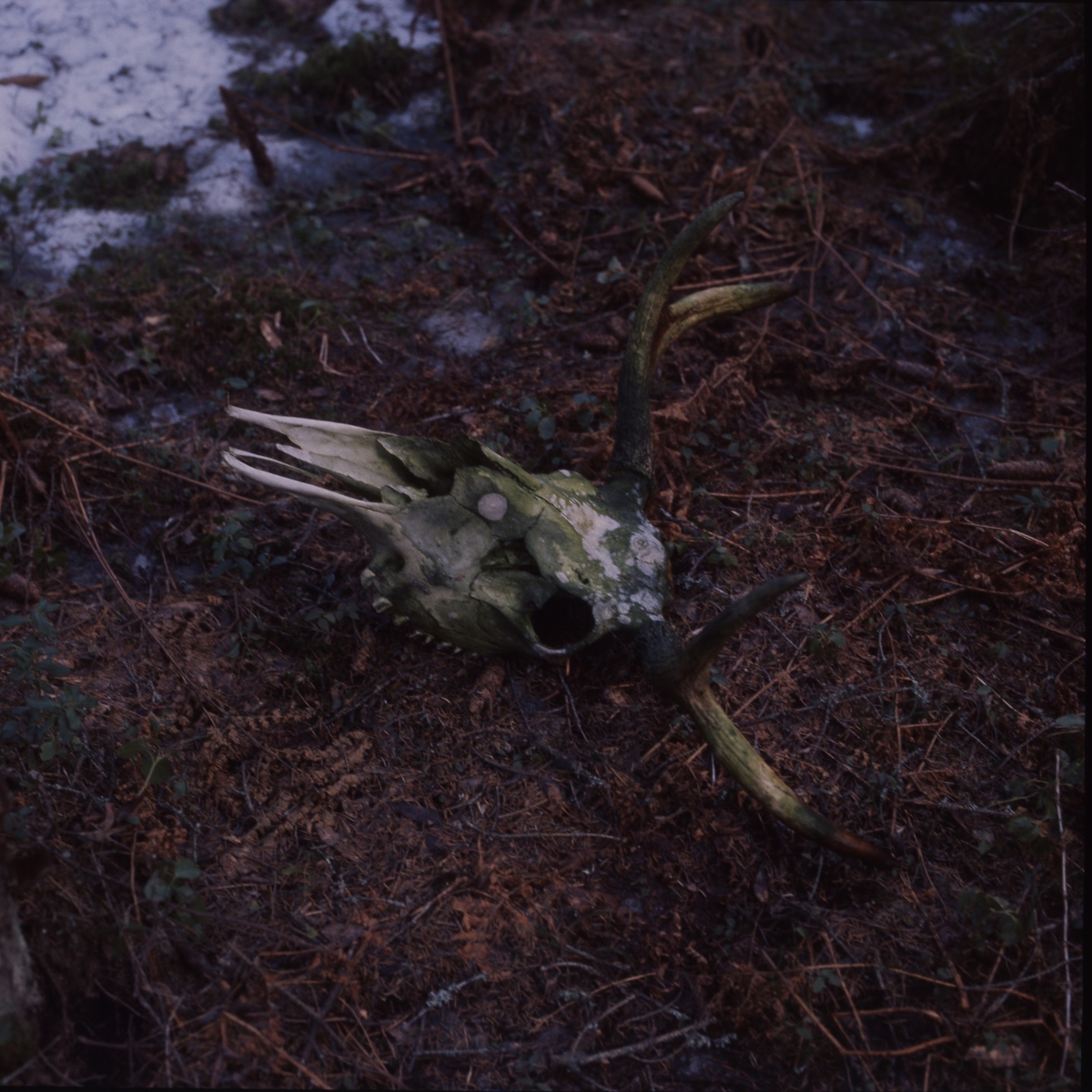 Grönärgat älgkranie med hornen kvar, april 1976.