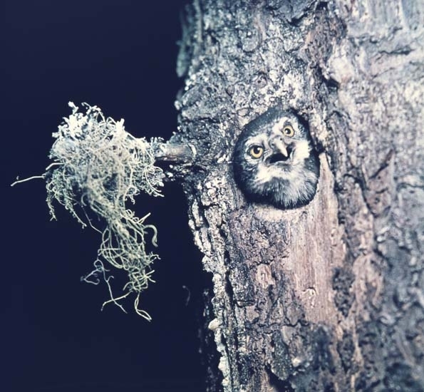 En pärluggla tittar ut ur sitt bohål i en trädstam.