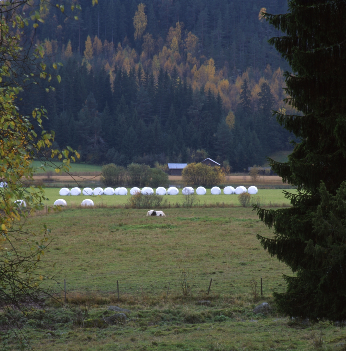 En rad med ensilagebalar i vit plast, "Bonnägg", i ett odlingslandskap med lador och skog i bakgrunden, oktober 2001.