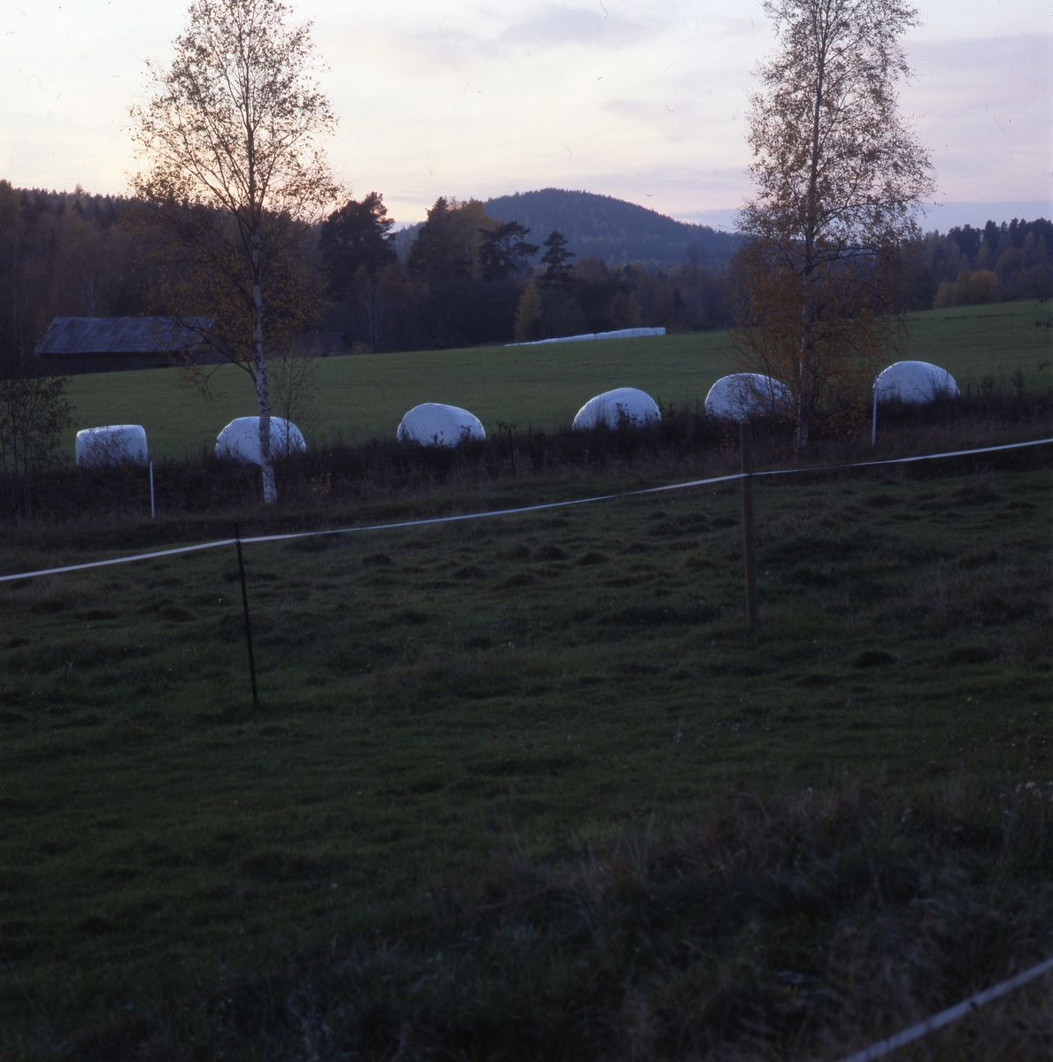 Odlingslandskap med rader av ensilagebollar i vit plast, "bonägg", 2001.