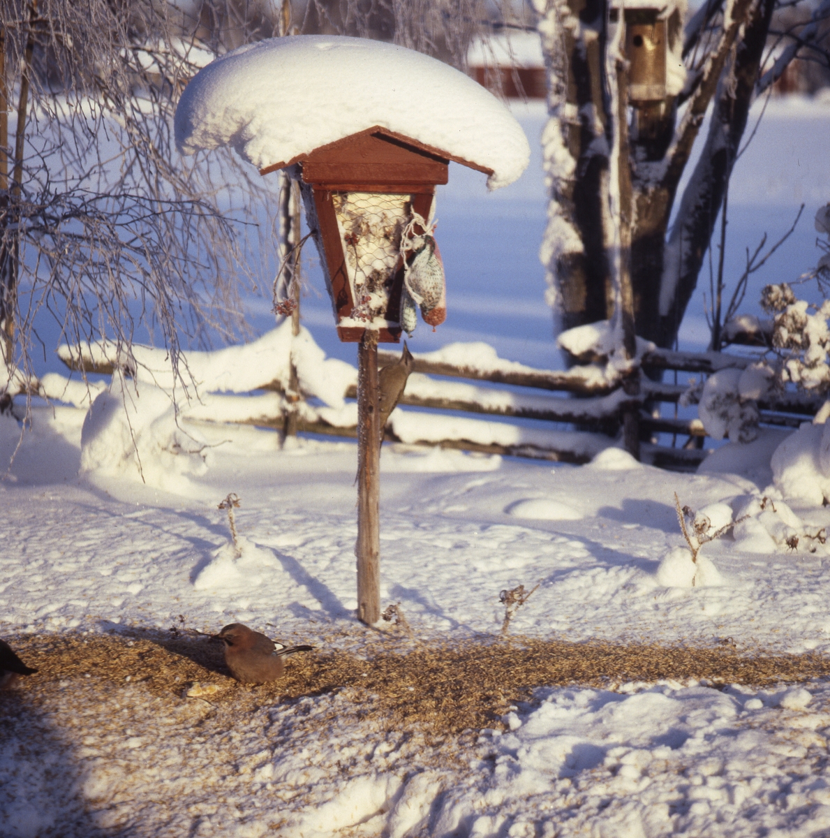 Nötskrika i snön vid fågelmaten, Sunnanåker januari 1987.