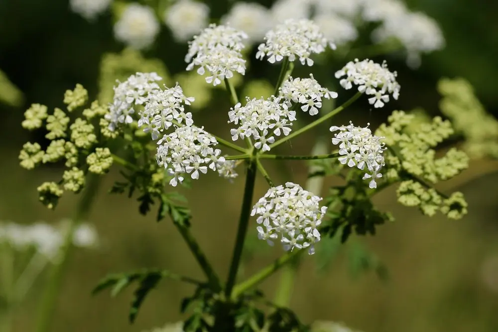 Giftekjeksen har små klaser av bittemså, hvite blomste rsom vokser som en parasoll øverst på stilken.