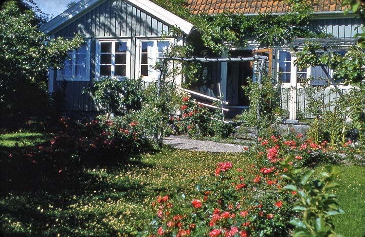 Villa Stäck. Sommarbild 1961. Rosengård.