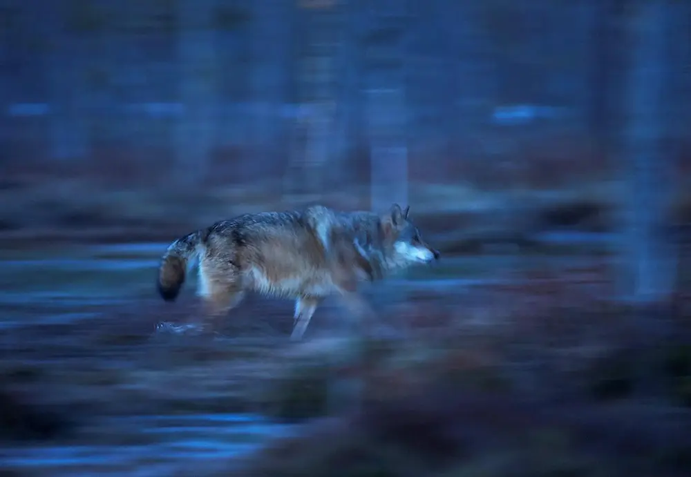 Wolf running at dusk