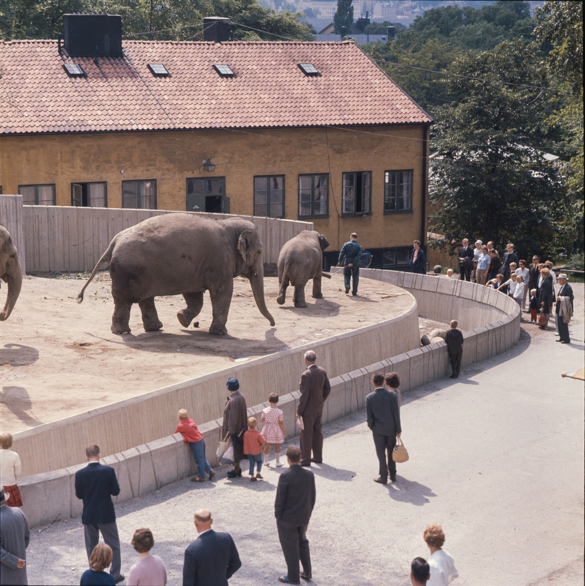 De Asiatiska elefanterna vid elefanthuset på Skansen. Barn och vuxna besökare.