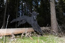 Hunden Pedro løper å leke i skogen på tur.